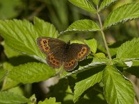 Erebia ligea 18, Boserebia, female, Saxifraga-Jan van der Straaten