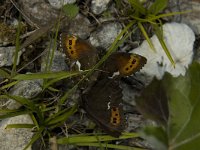 Erebia ligea 22, Boserebia, Saxifraga-Marijke Verhagen