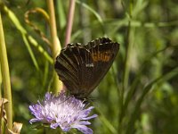 Erebia ligea 23, Boserebia, Saxifraga-Marijke Verhagen