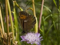 Erebia ligea 24, Boserebia, Saxifraga-Marijke Verhagen