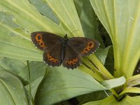 Erebia ligea 28, Boserebia, female, Saxifraga-Jan van der Straaten