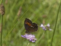 Erebia ligea 29, Boserebia, Saxifraga-Willem van Kruijsbergen