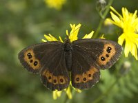 Erebia ligea 3, Boserebia, female, Saxifraga-Marijke Verhagen