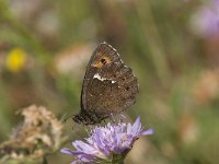 Erebia ligea 30, Boserebia, Saxifraga-Willem van Kruijsbergen