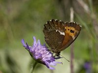 Erebia ligea 31, Boserebia, Saxifraga-Willem van Kruijsbergen