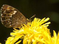 Erebia ligea 36, Boserebia, Saxifraga-Marijke Verhagen