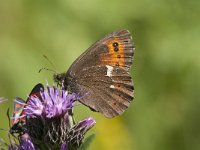 Erebia ligea 38, Boserebia, Saxifraga-Marijke Verhagen