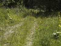 Erebia ligea 4, Boserebia, habitat, F, Isere, Gresse-en-Vercors, Saxifraga-Jan van der Straaten