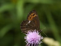 Erebia ligea 5, Boserebia, male, Saxifraga-Jan van der Straaten