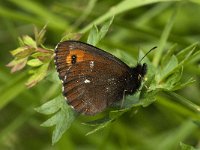 Erebia ligea 6, Boserebia, male, Saxifraga-Jan van der Straaten