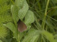 Erebia manto 4, Geelvlekbergerebia, Saxifraga-Jan van der Straaten