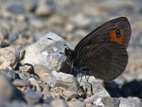 Erebia medusa 7, Voorjaarserebia, Saxifraga-Rik Kruit