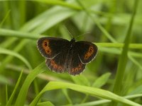 Erebia meolans 11, Donkere erebia, Saxifraga-Jan van der Straaten