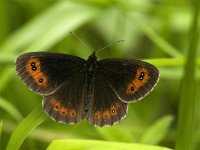 Erebia meolans 12, Donkere erebia, Saxifraga-Jan van der Straaten