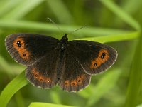 Erebia meolans 13, Donkere erebia, Saxifraga-Jan van der Straaten