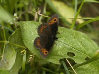 Erebia meolans 14, Donkere erebia, Saxifraga-Jan van der Straaten