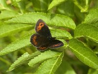 Erebia meolans 15, Donkere erebia, Saxifraga-Jan van der Straaten