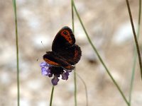 Erebia meolans 2, Donkere erebia, female, Saxifraga-Jan van der Straaten