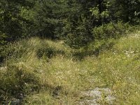 Erebia meolans 3, Donkere erebia, habitat, F, Isere, Gresse-en-Vercors, Saxifraga-Jan van der Straaten