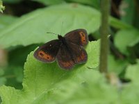 Erebia meolans 5, Donkere erebia, male, Saxifraga-Jan van der Straaten