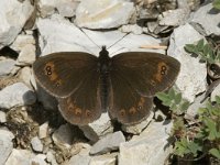 Erebia meolans 6, Donkere erebia, male, Saxifraga-Marijke Verhagen