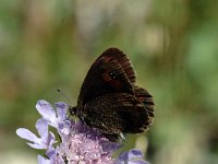 Erebia meolans 8, Donkere erebia, Saxifraga-Jan van der Straaten