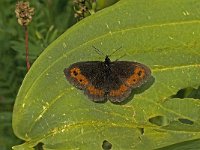 Erebia montana 3, Marmererebia, male, Saxifraga-Jan van der Straaten