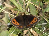 Erebia neoridas 2, Herfsterebia, female, Saxifraga-Jan van der Straaten