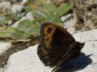 Erebia neoridas 4, Herfsterebia, male, Saxifraga-Jan van der Straaten