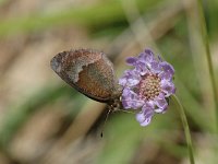 Erebia neoridas 5, Herfsterebia, Saxifraga-Jan van der Straaten