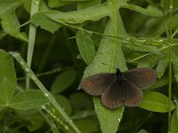 Erebia oeme 10, Bontoogerebia, Saxifraga-Jan van der Straaten