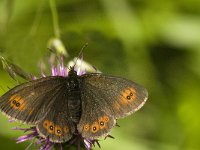 Erebia oeme 12, Bontoogerebia, female, Saxifraga-Jan van der Straaten