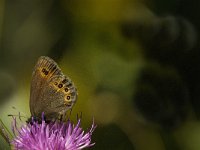 Erebia oeme 13, Bontoogerebia, Saxifraga-Jan van der Straaten