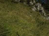 Erebia oeme 3, Bontoogerebia, habitat, F, Isere, Gresse-en-Vercors, Les Deux, Saxifraga-Jan van der Straaten