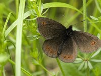 Erebia oeme 4, Bontoogerebia, male, Saxifraga-Jan van der Straaten