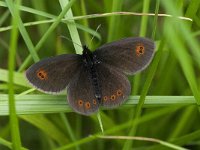 Erebia oeme 5, Bontoogerebia, male, Saxifraga-Jan van der Straaten