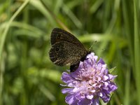 Erebia oeme 6, Bontoogerebia, Saxifraga-Jan van der Straaten