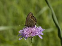 Erebia oeme 7, Bontoogerebia, Saxifraga-Jan van der Straaten