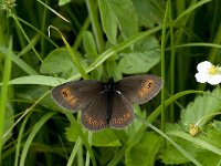 Erebia oeme 9, Bontoogerebia, Vlinderstichting-Kars Veling