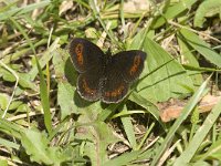 Erebia pronoe 3, Watererebia, Saxifraga-Jan van der Straaten