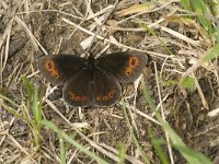 Erebia pronoe 4, Watererebia, Saxifraga-Jan van der Straaten