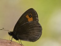 Erebia triaria 2, Zuidelijke erebia, Saxifraga-Jan van der Straaten