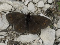 Erebia triaria 3, Zuidelijke erebia, Saxifraga-Jan van der Straaten