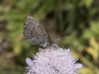 Erebia tyndarus 6, Zwitserse glanserebia, Saxifraga-Willem van Kruijsbergen