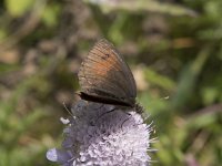 Erebia tyndarus 7, Zwitserse glanserebia, Saxifraga-Willem van Kruijsbergen