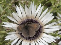 Erebia tyndarus 8, Zwitserse glanserebia, Saxifraga-Willem van Kruijsbergen