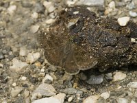 Erynnis tages 12, Bruin dikkopje, male, Saxifraga-Jan van der Straaten