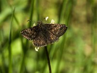 Erynnis tages 13, Bruin dikkopje, male, Saxifraga-Marijke Verhagen