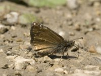 Erynnis tages 14, Bruin dikkopje, Saxifraga-Jan van der Straaten