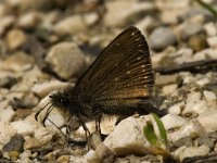 Erynnis tages 15, Bruin dikkopje, Saxifraga-Jan van der Straaten